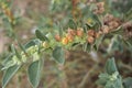 Withania somnifera plant close up