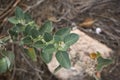 Withania somnifera plant close up