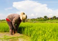 Withdrawal pulling rice seedlings Royalty Free Stock Photo