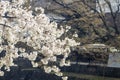 Withe cherry blossom on blue sky