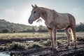 Withe horse full body portrait