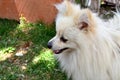 Withe Pomeranian