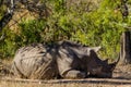 Withe rhino sleeping, rhinoceros kruger park, South africa wildlife Royalty Free Stock Photo