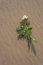 Withe rose alone on the beach Royalty Free Stock Photo