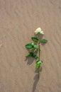 Withe rose alone on the beach Royalty Free Stock Photo