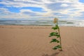 Withe rose alone on the beach Royalty Free Stock Photo