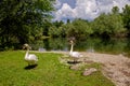 Withe swans with puppies