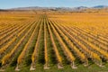 Wither Hills vineyards in New Zealand in autumn