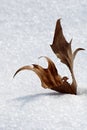 Wither leaf on the snow Royalty Free Stock Photo