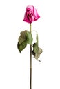 Wither pink rose Royalty Free Stock Photo