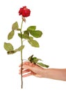 Witherbarks red rose in female hand isolated on white background Royalty Free Stock Photo