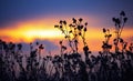 Withered agrimony at sunset