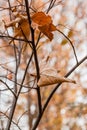Withered autumn leaves on a tree branch Royalty Free Stock Photo
