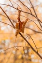 Withered autumn leaves on a tree branch Royalty Free Stock Photo