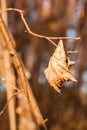 Withered autumn leaves on a tree branch Royalty Free Stock Photo