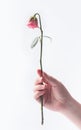 Withered beautiful pink rose on white background Royalty Free Stock Photo