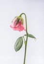 Withered beautiful pink rose on white background Royalty Free Stock Photo