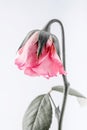 Withered beautiful pink rose on white background Royalty Free Stock Photo