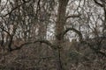 A withered bent tree with bent barren branches, Dead branch with blurred background close up, bent stem, Beautiful bark wooden