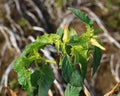 Withered blossom and leaves of the toxic thorn apple (Datura stramonium) Royalty Free Stock Photo