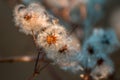 Several withered blossoms in a meadow