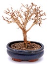 Withered bonsai