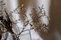 Withered bouquet with small white dry flowers and branches in glass vase against beige wall close up. Royalty Free Stock Photo