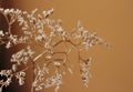 Withered bouquet with small white dry flowers and branches in glass vase against beige wall close up. Royalty Free Stock Photo