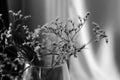 Withered bouquet with small white dry flowers and branches in glass vase black and white close up. Royalty Free Stock Photo