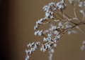 Withered bouquet with small white dry flowers and branches in glass vase close up. Royalty Free Stock Photo