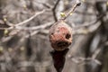 Withered of branch autumn pear Royalty Free Stock Photo