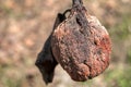 Withered on branch autumn pear Royalty Free Stock Photo