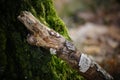 A withered branch based on the trunk of the tree overgrown with moss. Royalty Free Stock Photo