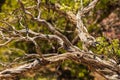 Withered branch of a tree. Arizona, USA.