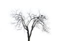 Withered Branches Royalty Free Stock Photo