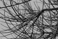 Withered branches black and white image Royalty Free Stock Photo