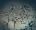 Withered branches on the bush after winter