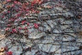 The withered branches of a climbing vine on a plaster facade made of concrete