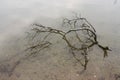 Withered branches in water