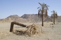 Withered broken palm tree in the desert Sahara Royalty Free Stock Photo
