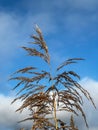 A withered, broken reed growing on the edge of the village. Illustration for a Bible passage Isaiah 42:3