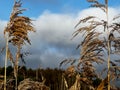 A withered, broken reed growing on the edge of the village. Illustration for a Bible passage Isaiah 42:3 Royalty Free Stock Photo