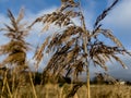 A withered, broken reed growing on the edge of the village. Illustration for a Bible passage Isaiah 42:3 Royalty Free Stock Photo