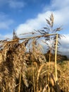 A withered, broken reed growing on the edge of the village. Illustration for a Bible passage Isaiah 42:3 Royalty Free Stock Photo