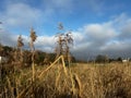 A withered, broken reed growing on the edge of the village. Illustration for a Bible passage Isaiah 42:3