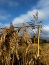 A withered, broken reed growing on the edge of the village. Illustration for a Bible passage Isaiah 42:3 Royalty Free Stock Photo