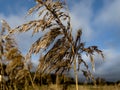 A withered, broken reed growing on the edge of the village. Illustration for a Bible passage Isaiah 42:3