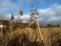 A withered, broken reed growing on the edge of the village. Illustration for a Bible passage Isaiah 42:3 Royalty Free Stock Photo