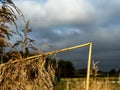 A withered, broken reed growing on the edge of the village. Illustration for a Bible passage Isaiah 42:3 Royalty Free Stock Photo