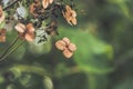 Withered brown ornamental plant on green background Dry garden hydrangea flowers Royalty Free Stock Photo